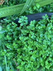 Soleirolia soleirolii