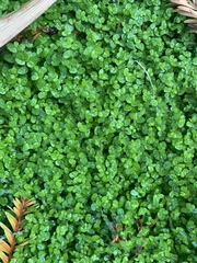 Soleirolia soleirolii