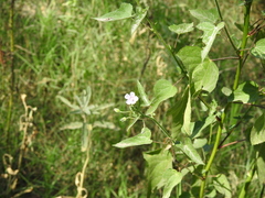 Anoda thurberi