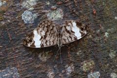 Ectima thecla
