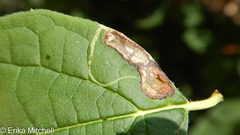 Liriomyza philadelphivora