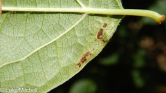 Liriomyza philadelphivora