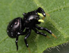 Heliophanus orchesta