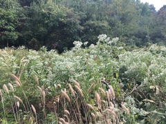 Eupatorium serotinum
