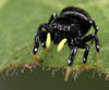 Sun Jumping Spiders - Photo (c) Wynand Uys, some rights reserved (CC BY), uploaded by Wynand Uys