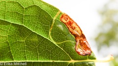 Liriomyza philadelphivora