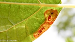 Liriomyza philadelphivora