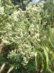 Eupatorium serotinum