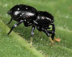 Heliophanus orchesta