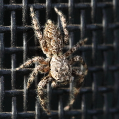 Platycryptus undatus