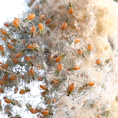 Peucetia viridans