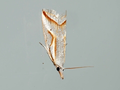 Arotrophora arcuatalis