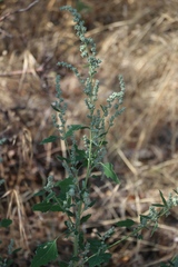 Chenopodium fremontii