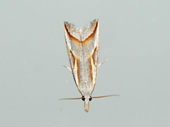 Arotrophora arcuatalis