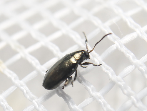 Cabbage Flea Beetle