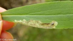 Calycomyza solidaginis