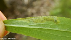 Calycomyza solidaginis