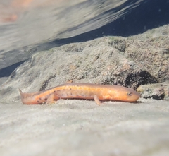 Bingzhi's Stout Newt photo 4
