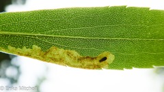 Calycomyza solidaginis