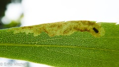 Calycomyza solidaginis