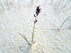 Poa pratensis colpodea