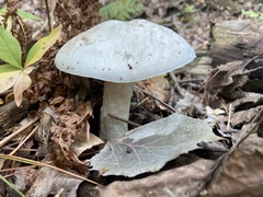 Amanita suballiacea