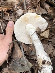 Amanita suballiacea