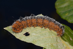 Acronicta hastulifera