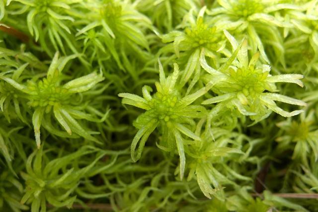 Sphagnum teres