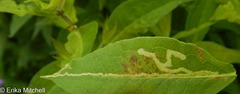 Liriomyza phloxiphaga
