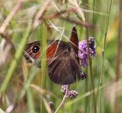 Stygionympha robertsoni