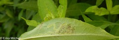 Liriomyza phloxiphaga