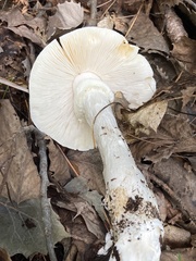 Amanita suballiacea