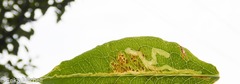 Liriomyza phloxiphaga