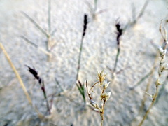 Poa pratensis colpodea
