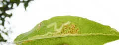 Liriomyza phloxiphaga