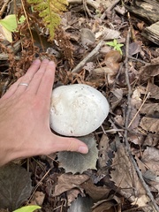 Amanita suballiacea