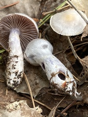 Cortinarius camphoratus