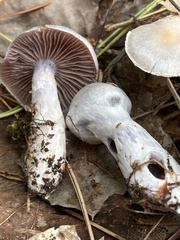 Cortinarius camphoratus