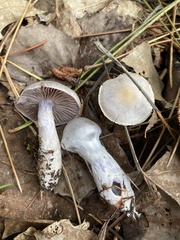Cortinarius camphoratus