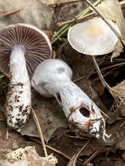 Cortinarius camphoratus