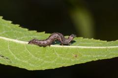 Perigea xanthioides