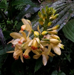 Phaius flavus