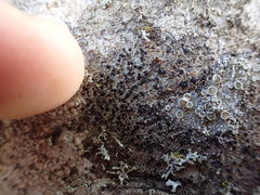 Lecanora paddensis