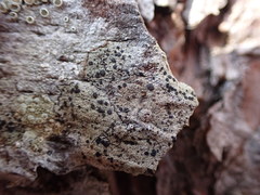 Lecanora paddensis