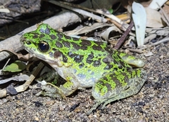 Odorrana tianmuii