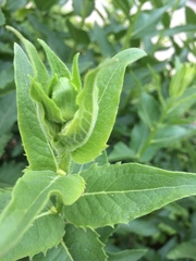 Silphium integrifolium