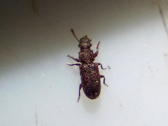 Aralius wollastoni
