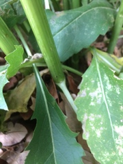 Silphium integrifolium