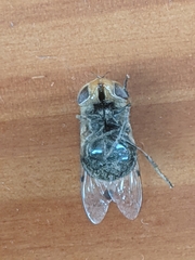 Syrphidae
